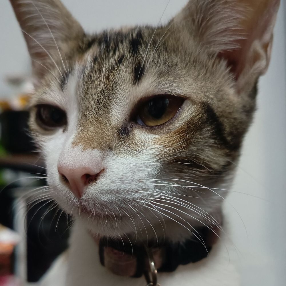 meowtorchef