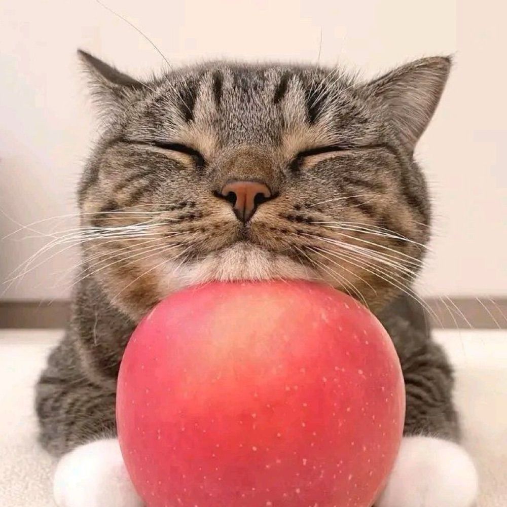 Why You Need A Cat