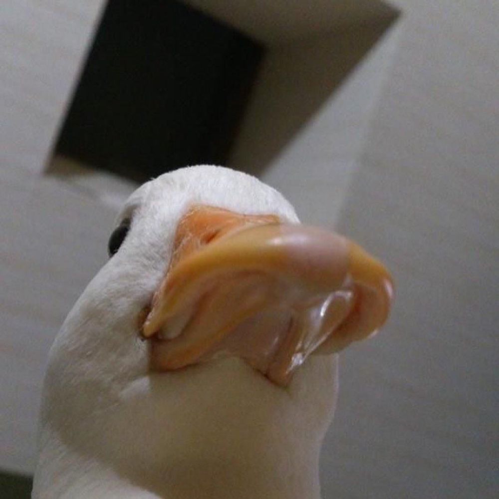 Evil Duck