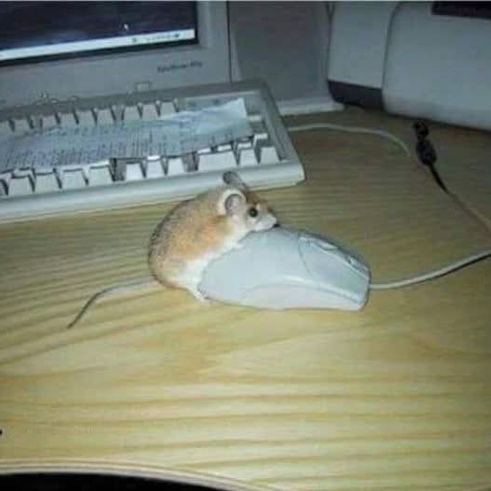 🔞Rat that chew wires🔞