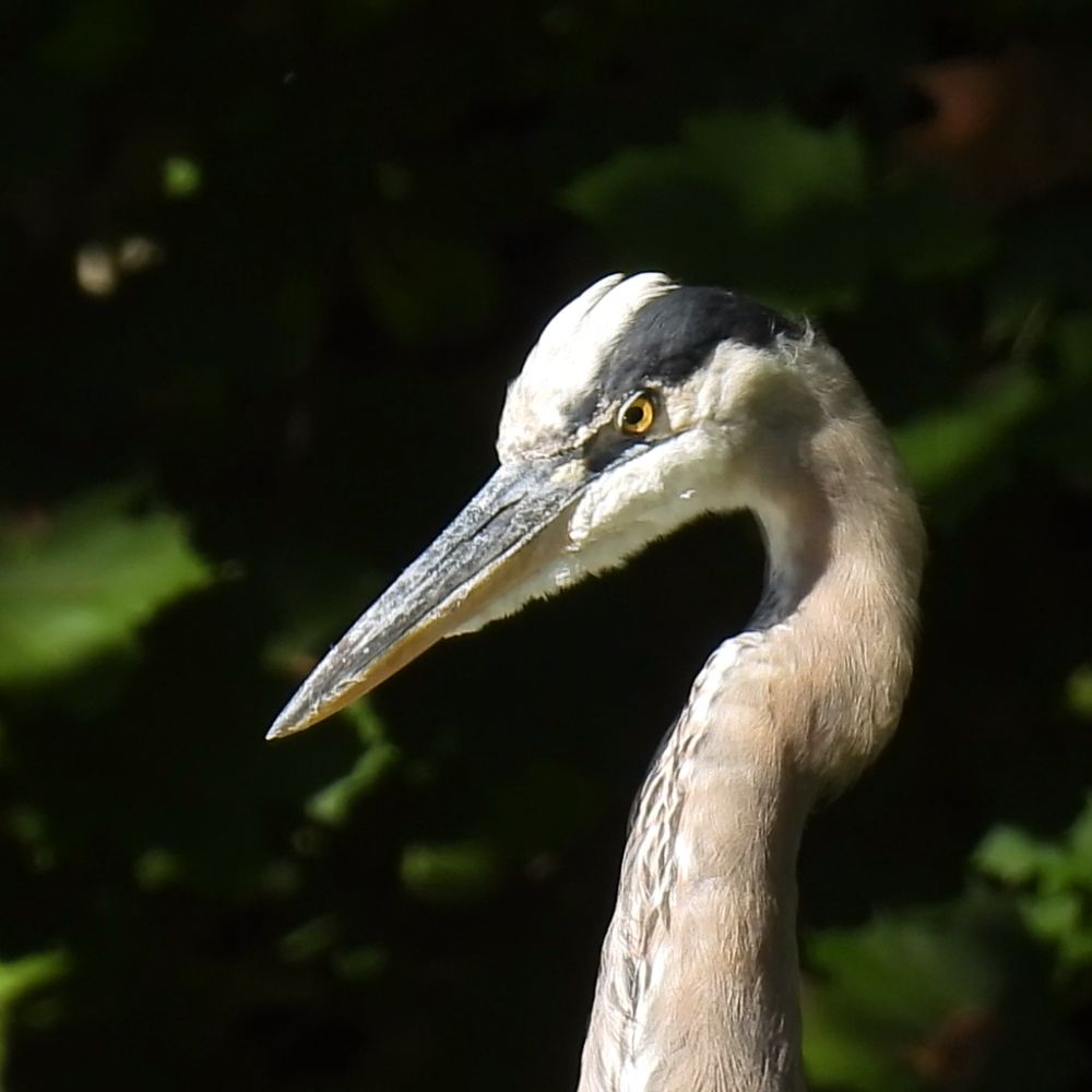 Bird_Walks