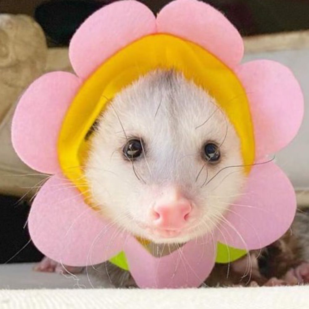 we rate possums