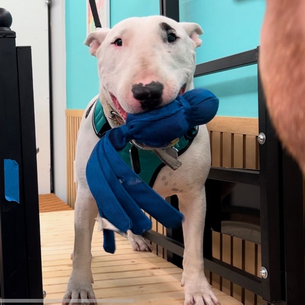 Turbo Tails Mobile Dog Treadmill