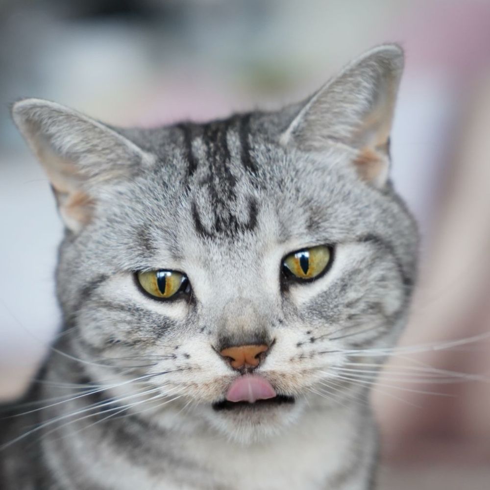 の・りをんこ