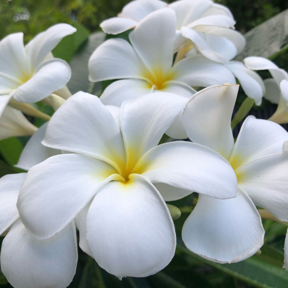 Anixma