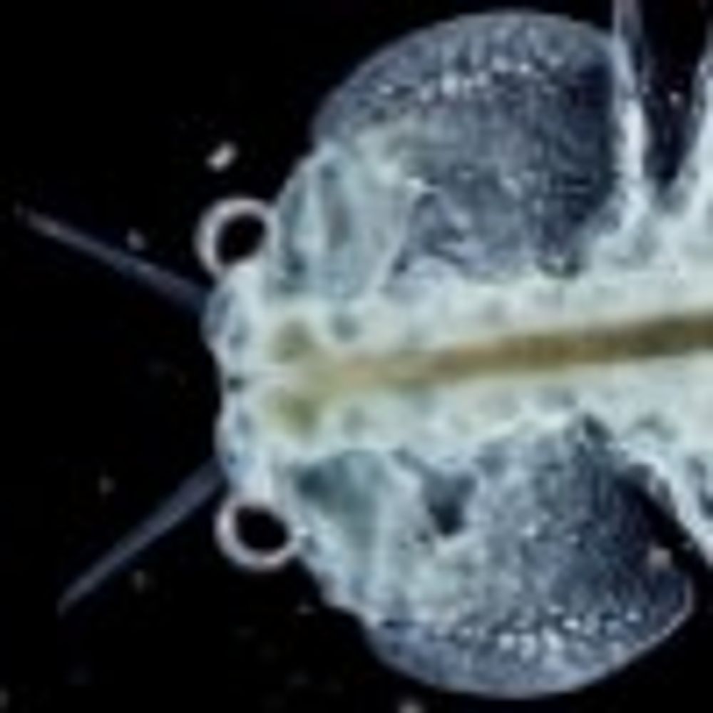 Seamonkey