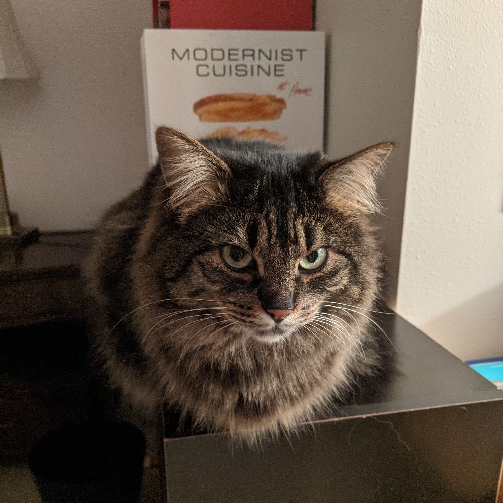 MyCatBwees