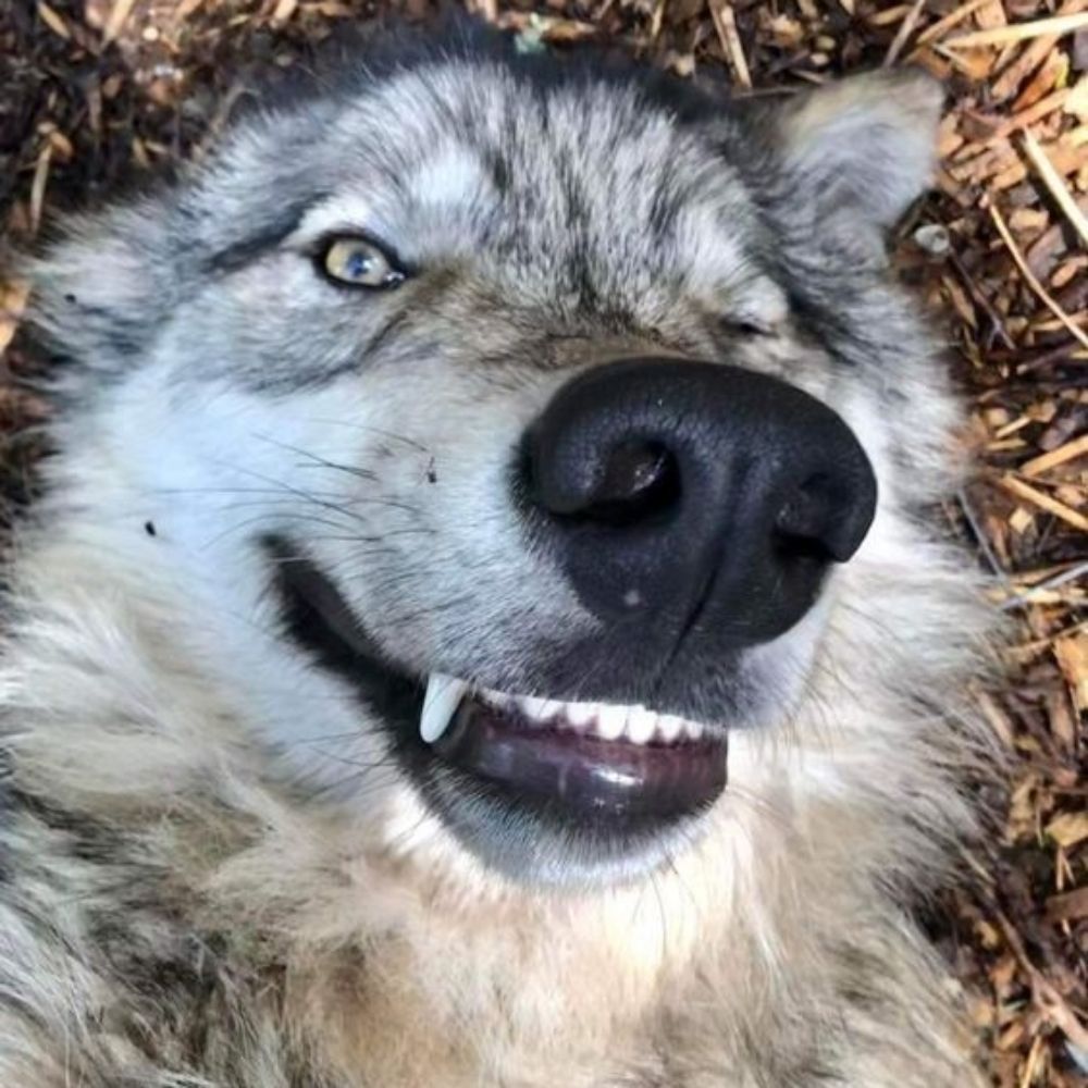 Dae The Dog