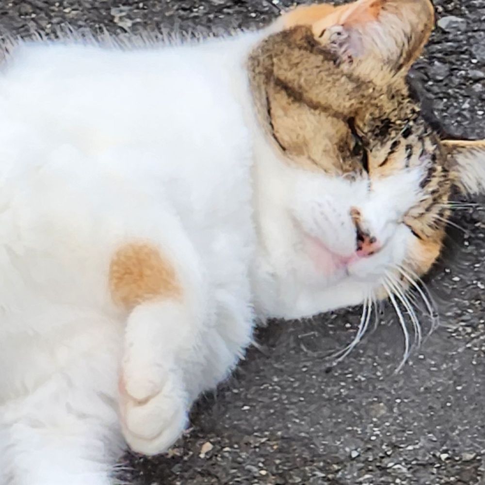 えけち
