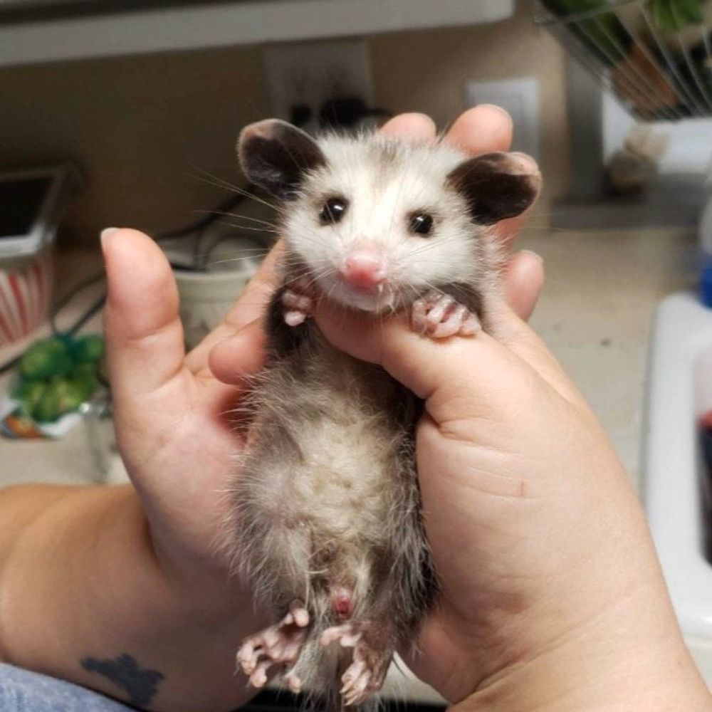 donnypossumse.bsky.social