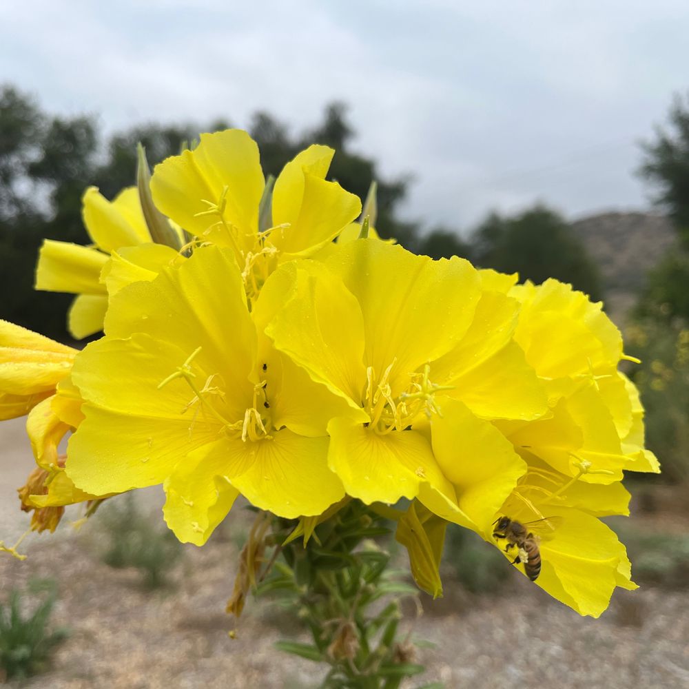 California Native Plant Gardening