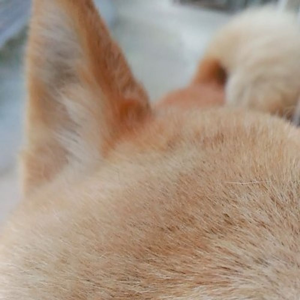 ちぎょ