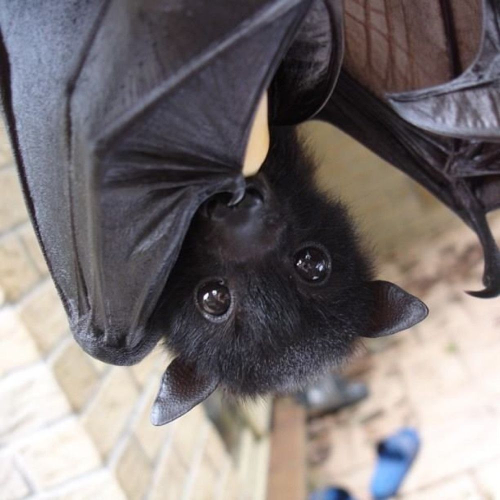 henry 🦇