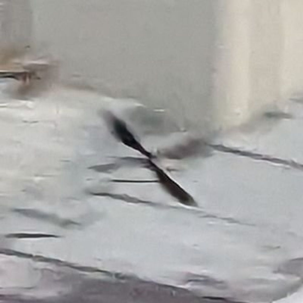 こもに