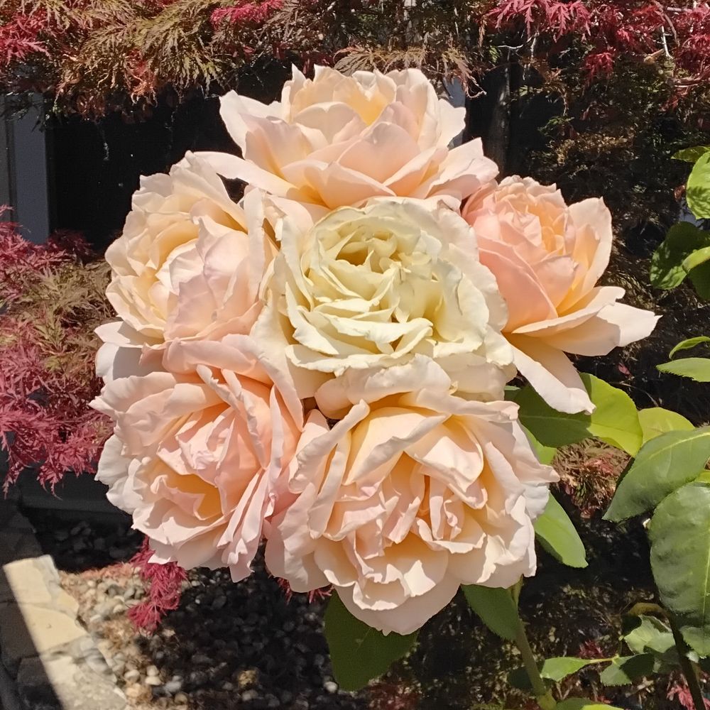 2016ca