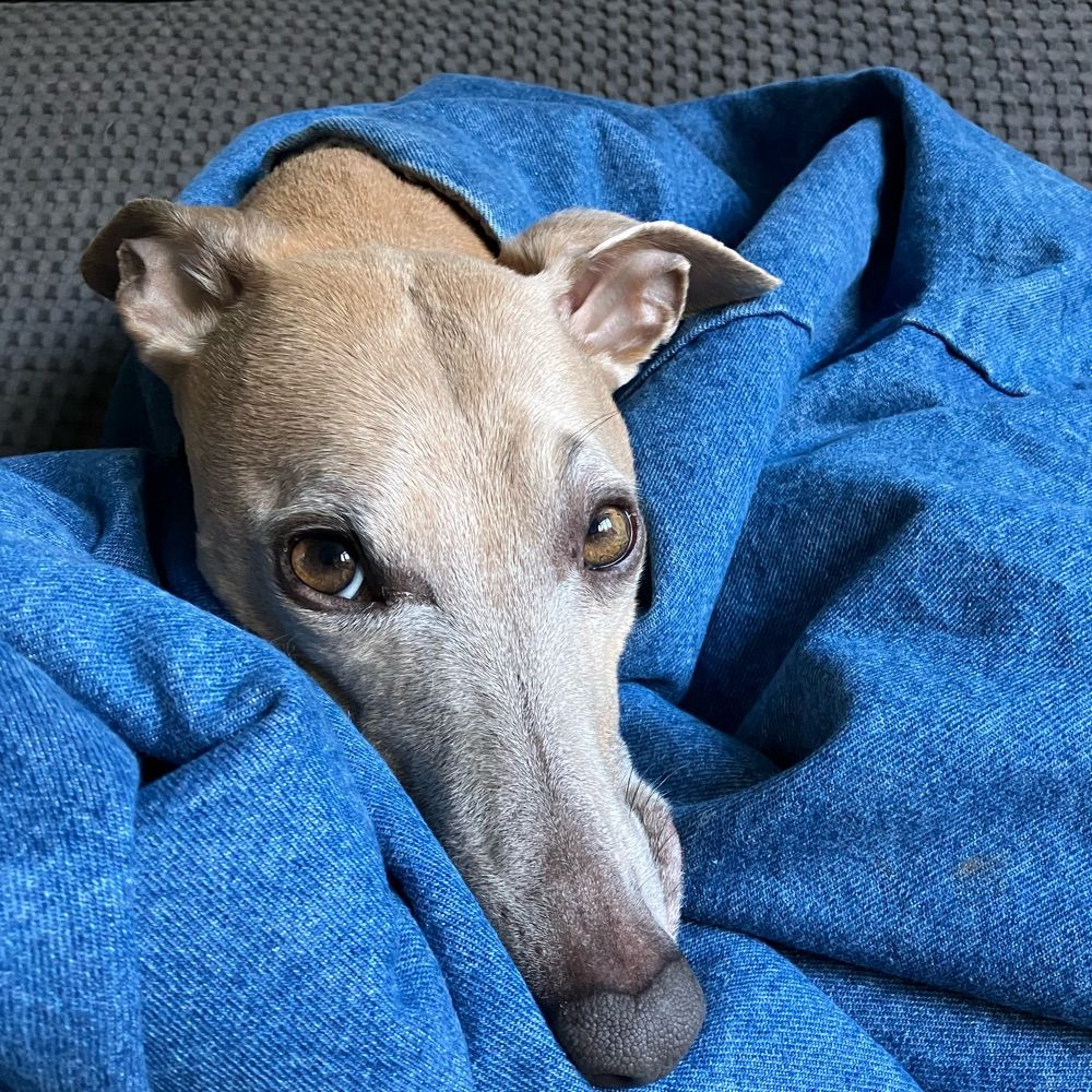wafkees