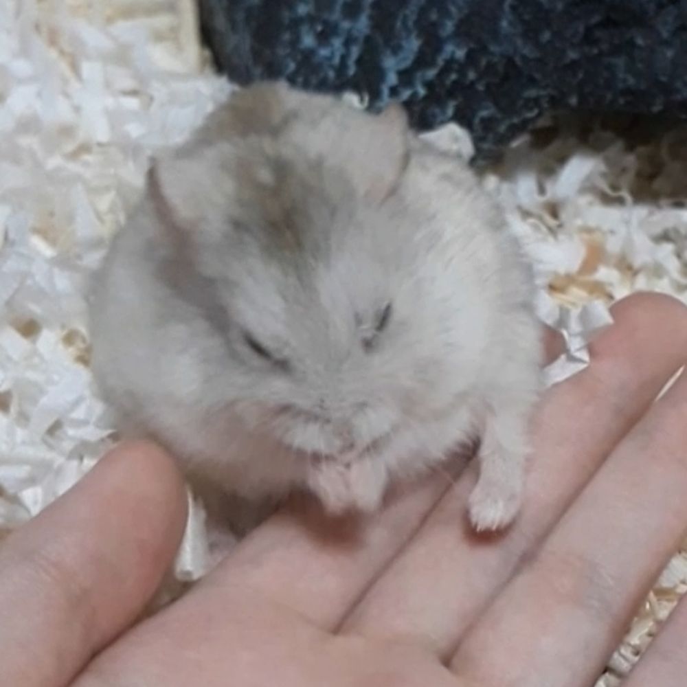 헤닛