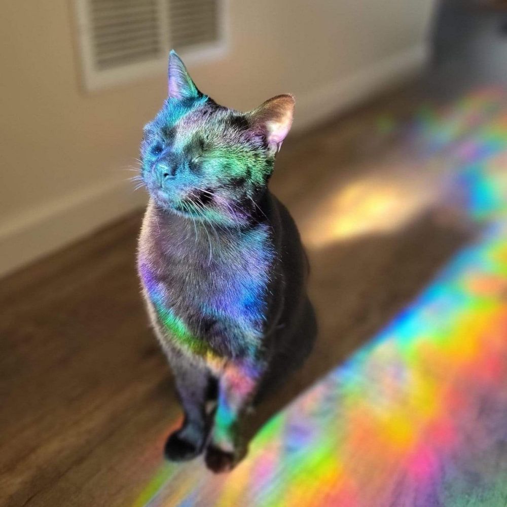 void cat bisexual 🐈‍⬛✨
