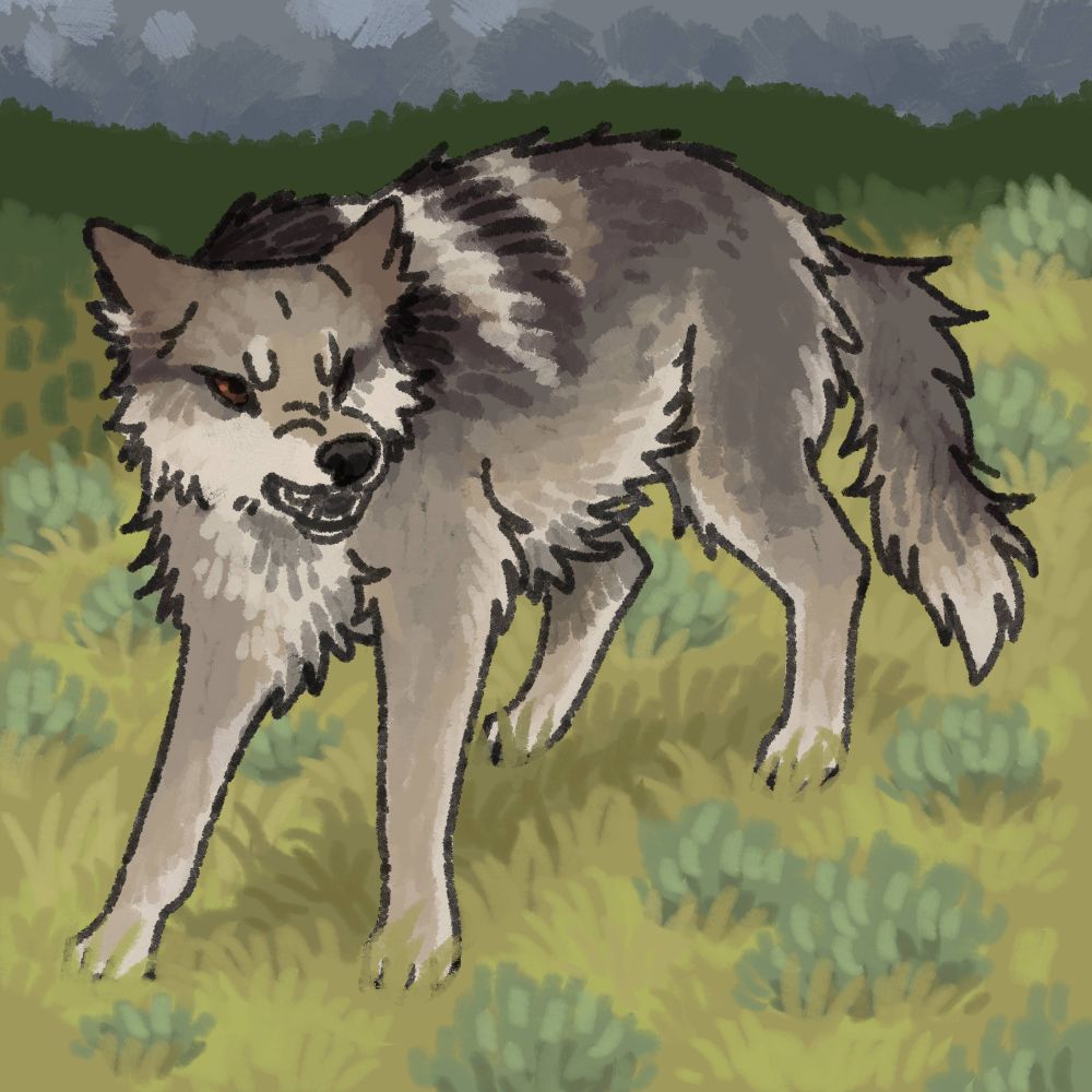 Coyotea