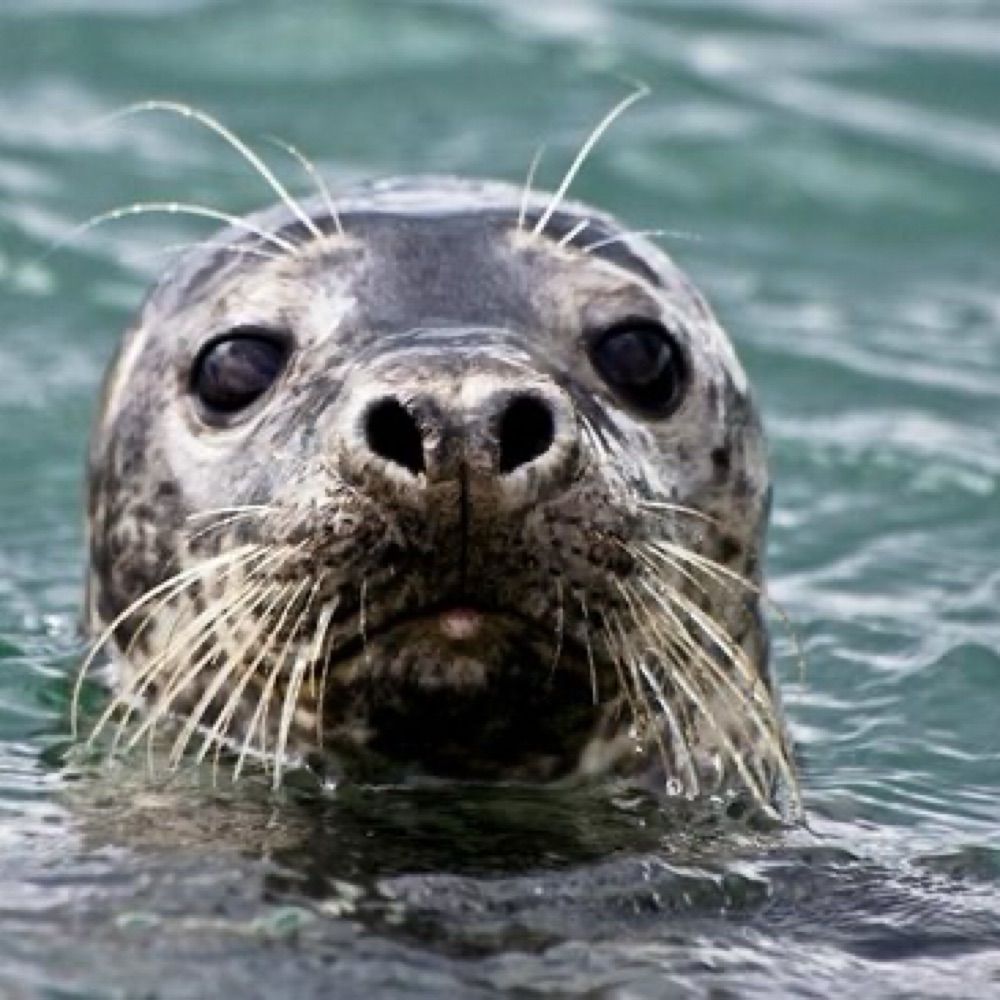 Happy Seal