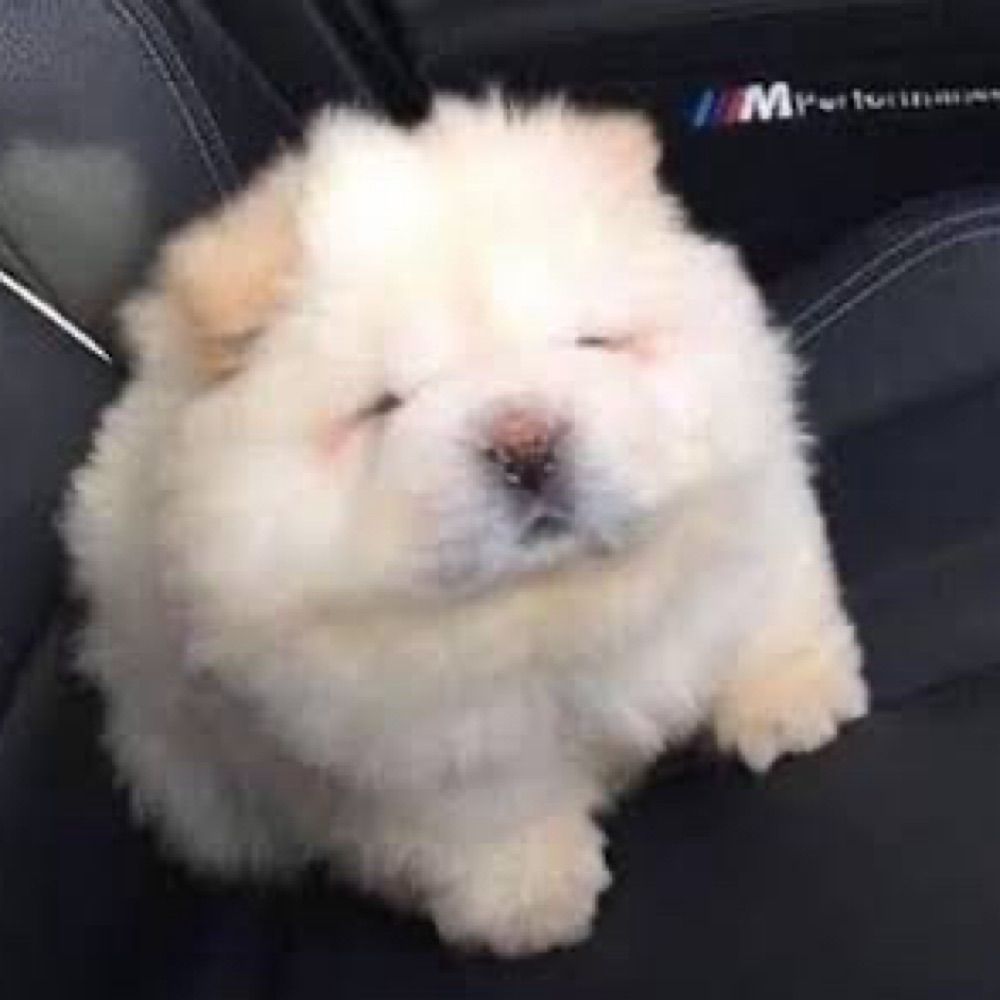 กแน็บหนิว 🥔 보보