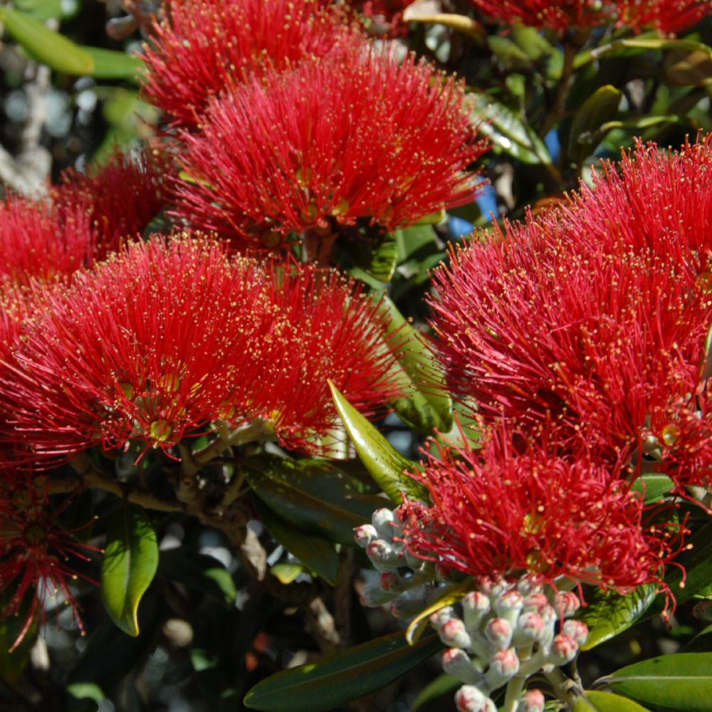 Open Aotearoa