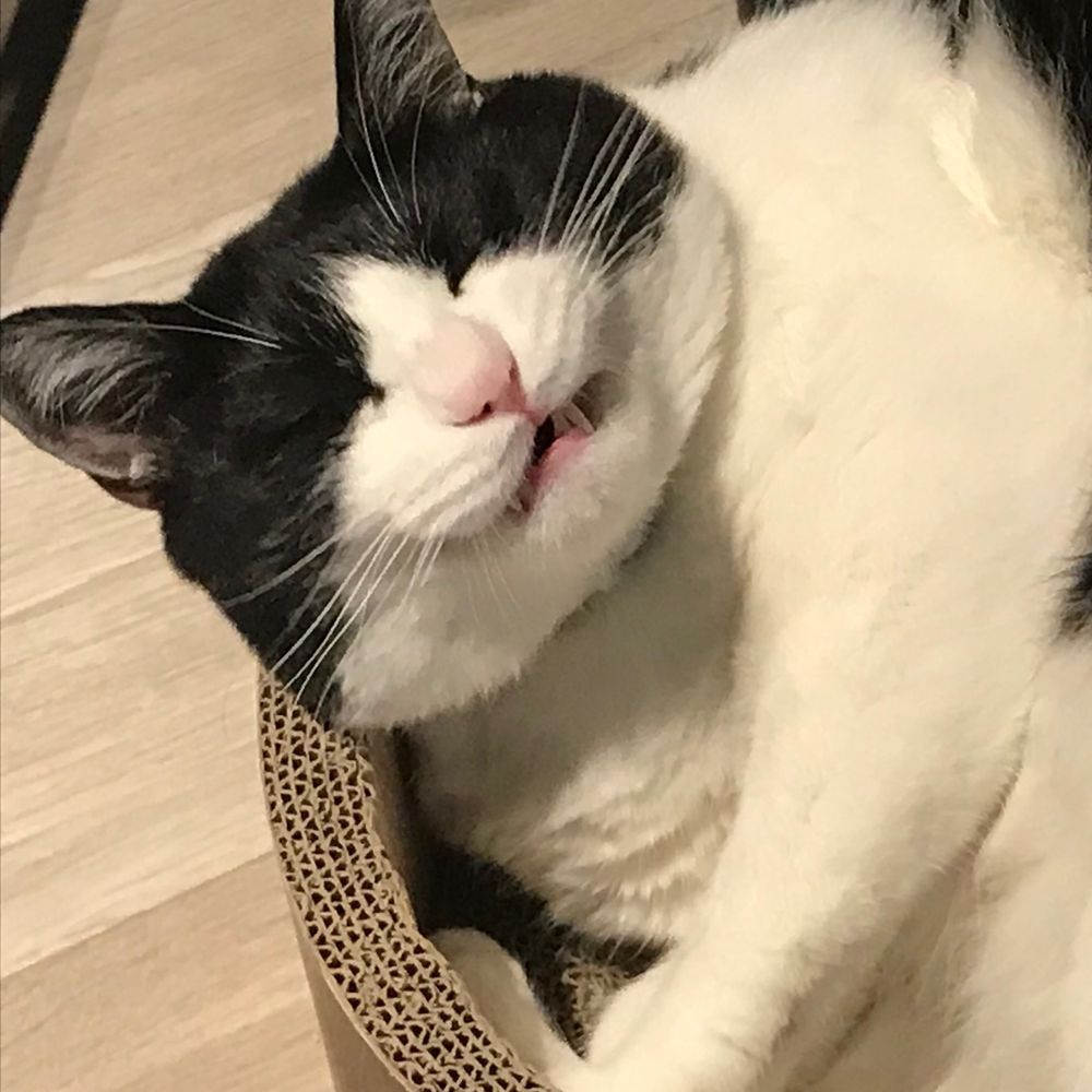 ししゃももどき
