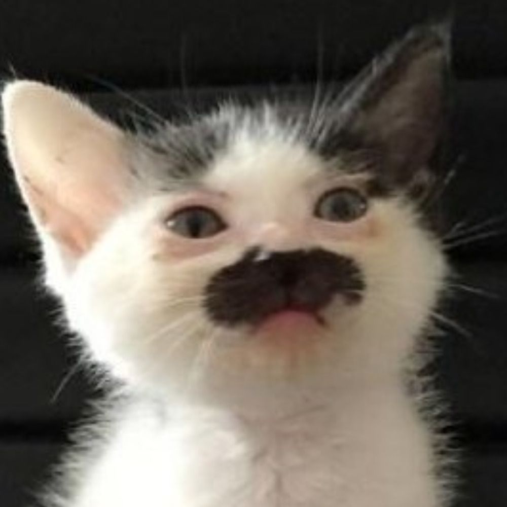 vitu vitu vitu