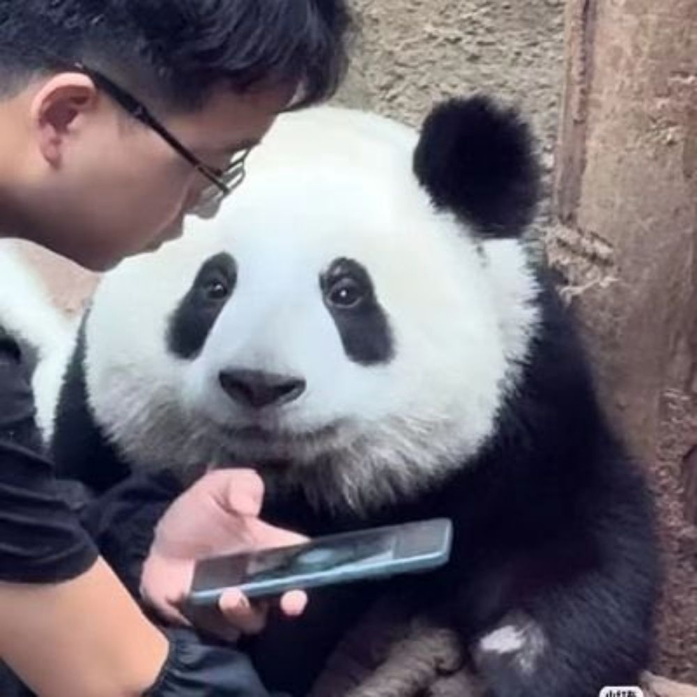 🐼Un Panda cualquiera🐼