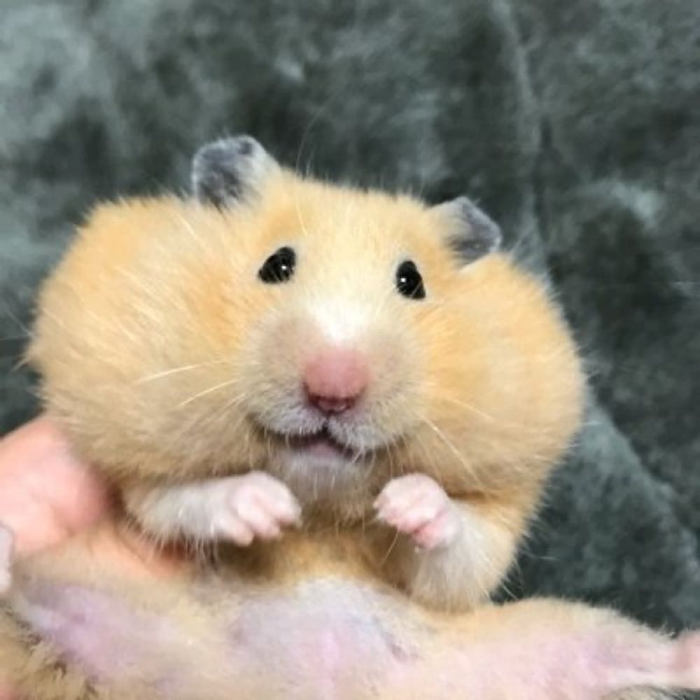ぽにょ