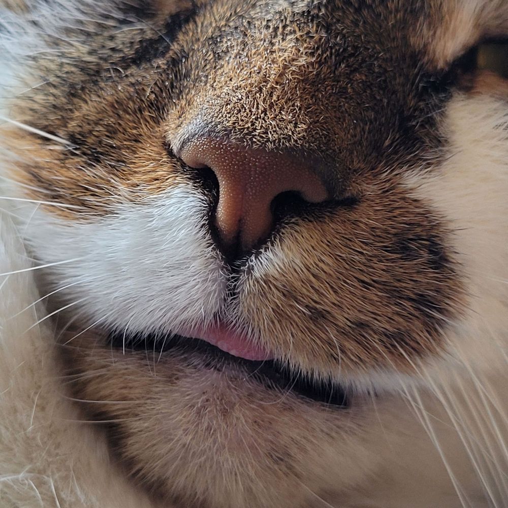 Cats are Loafs