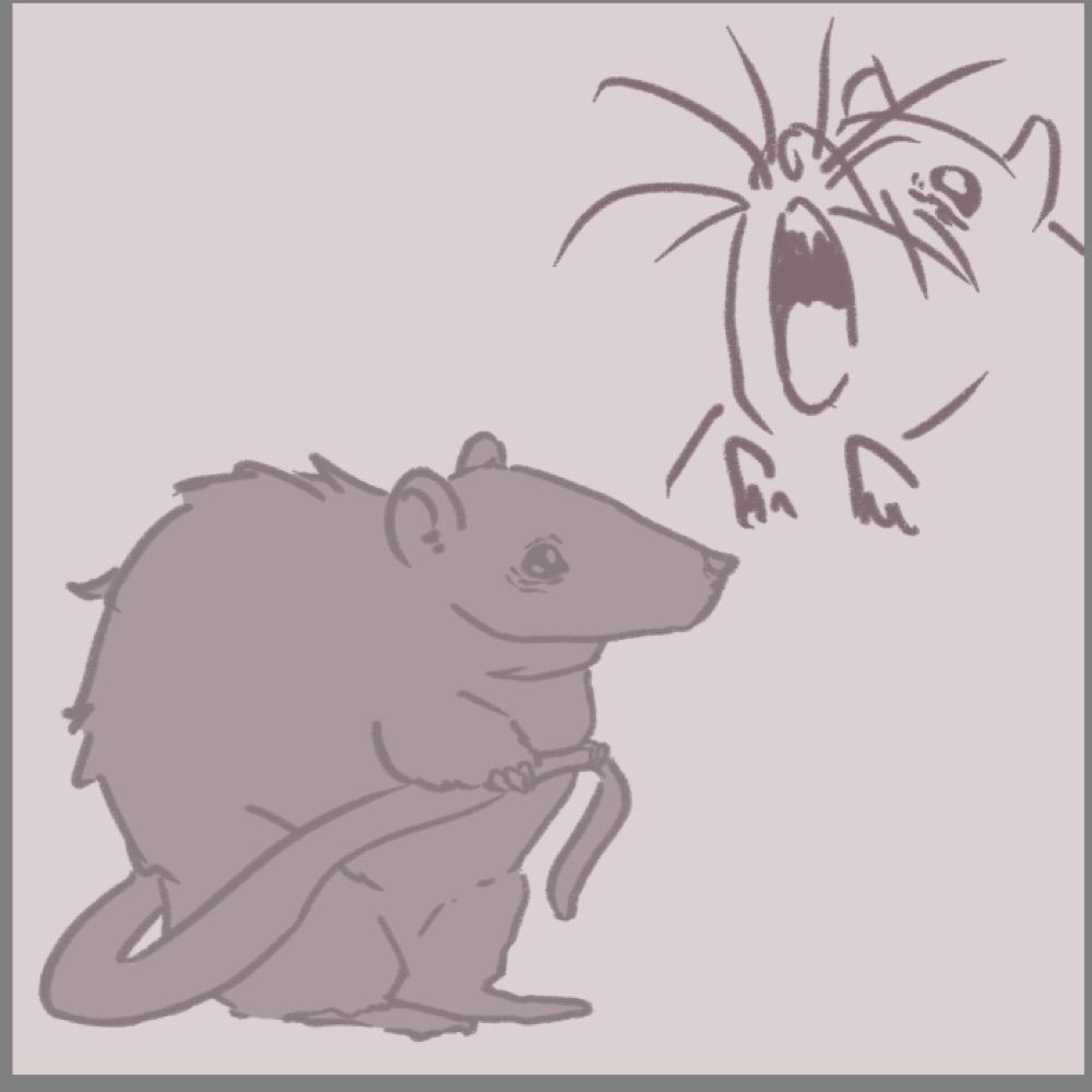 Rat