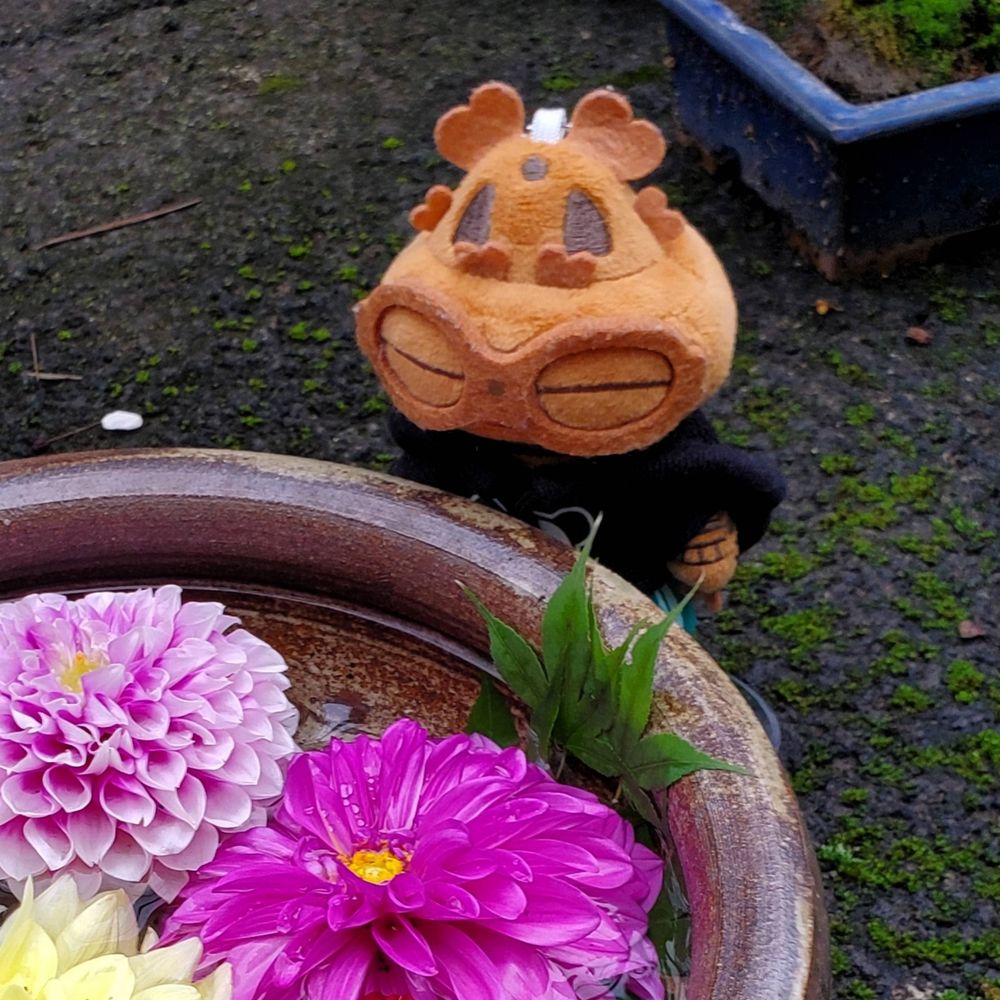 犬野