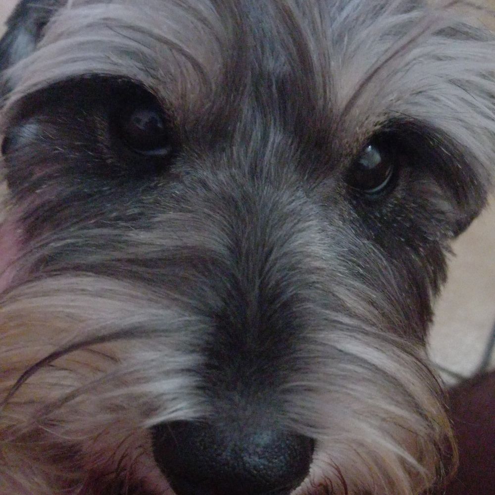 Marmu