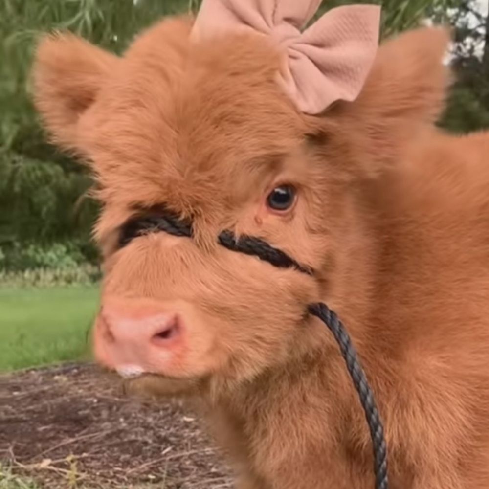 sapi