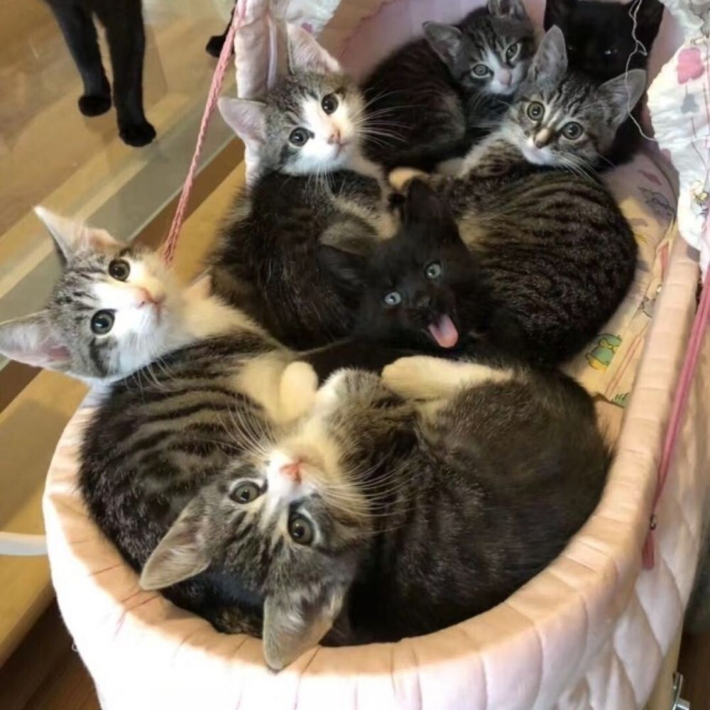 Cute Animals