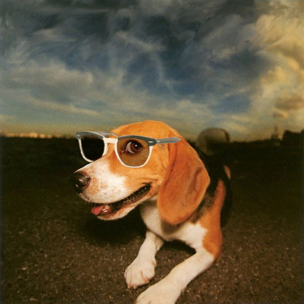 cachorro voador 