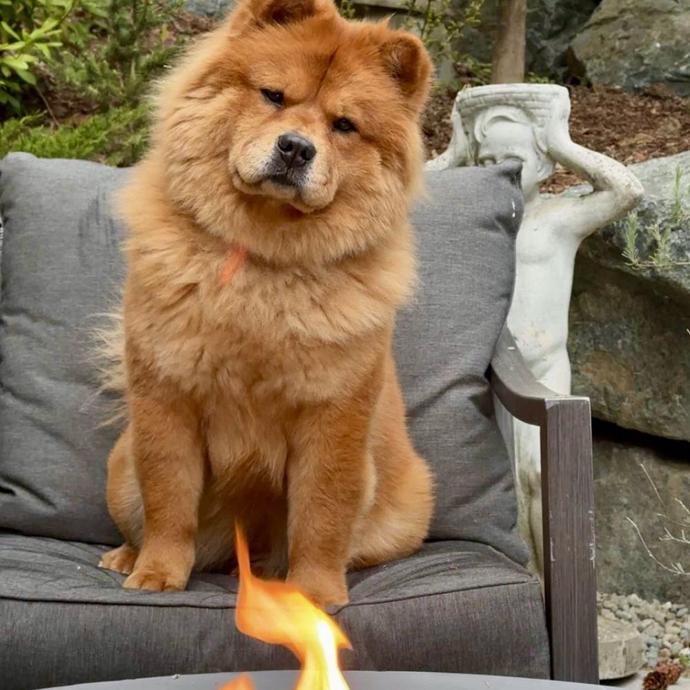 Chow Chow Dog Lovers