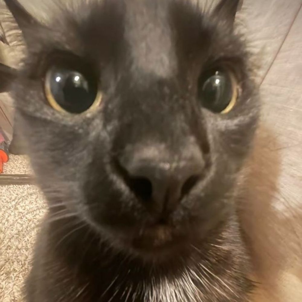 Juno 