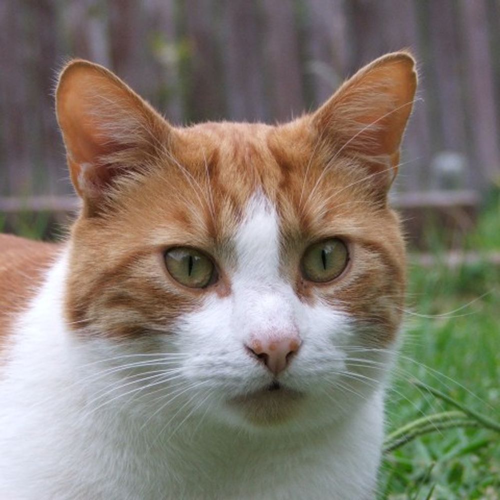 Marmy The Cat