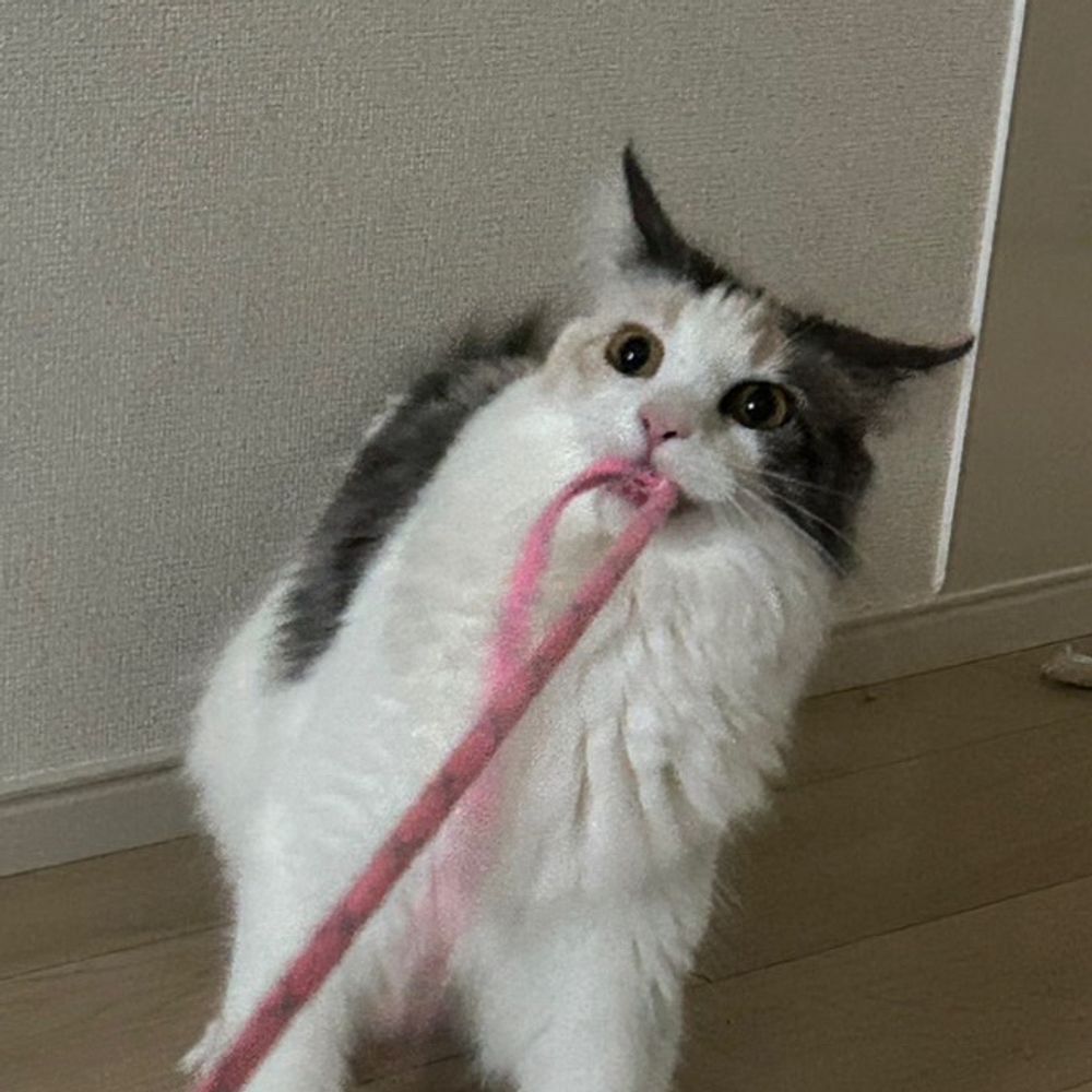 汚犬さま