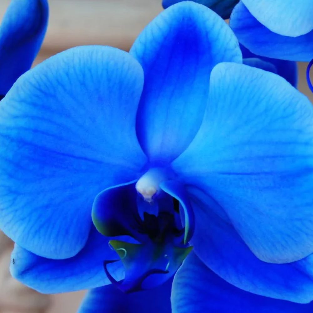 BlueOrchid
