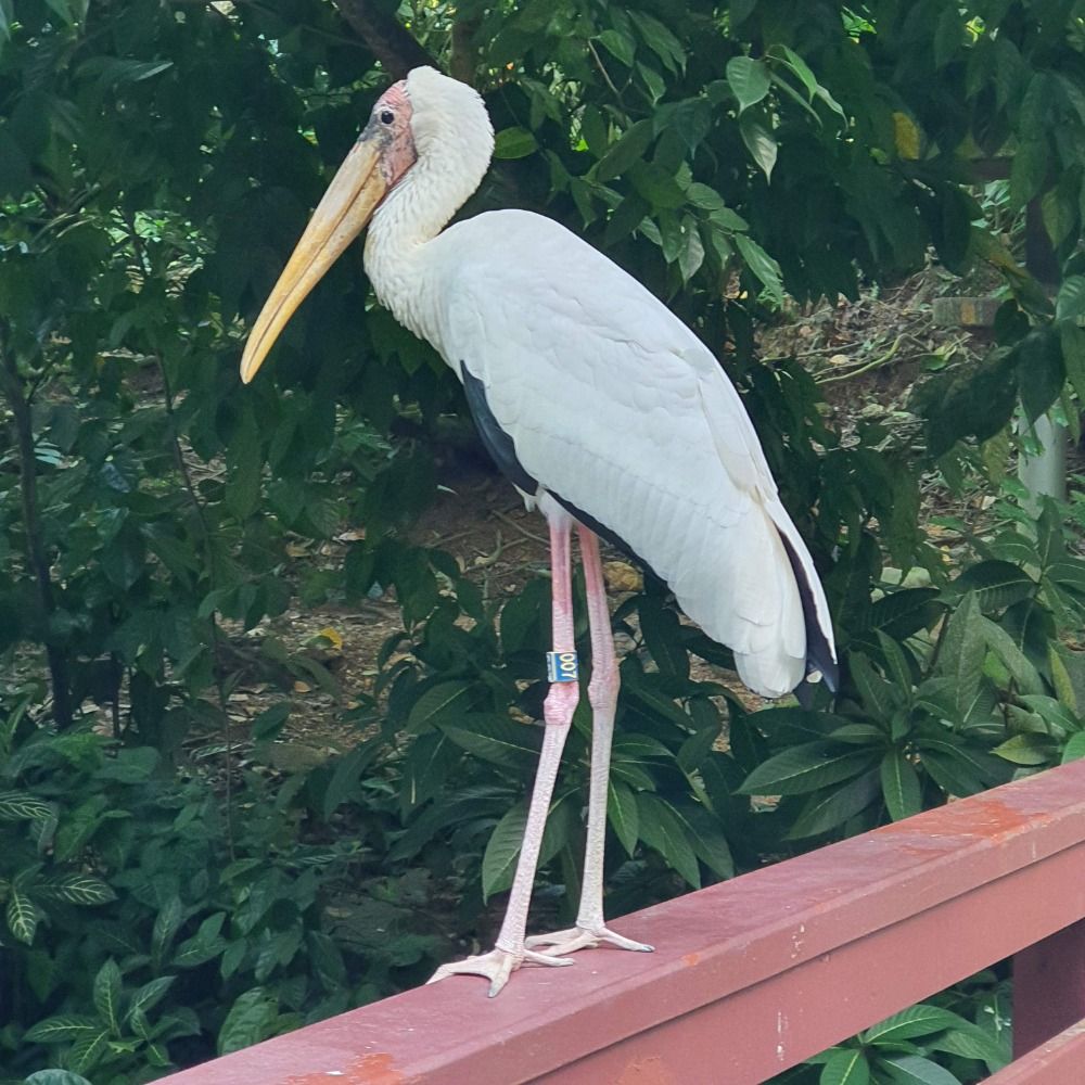 コウサカX