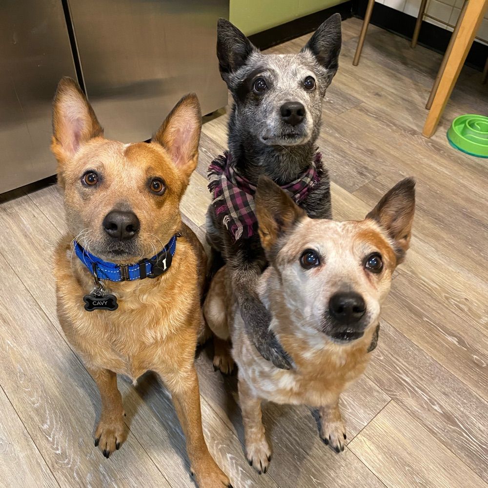 Bix, Pinny, and Cavy
