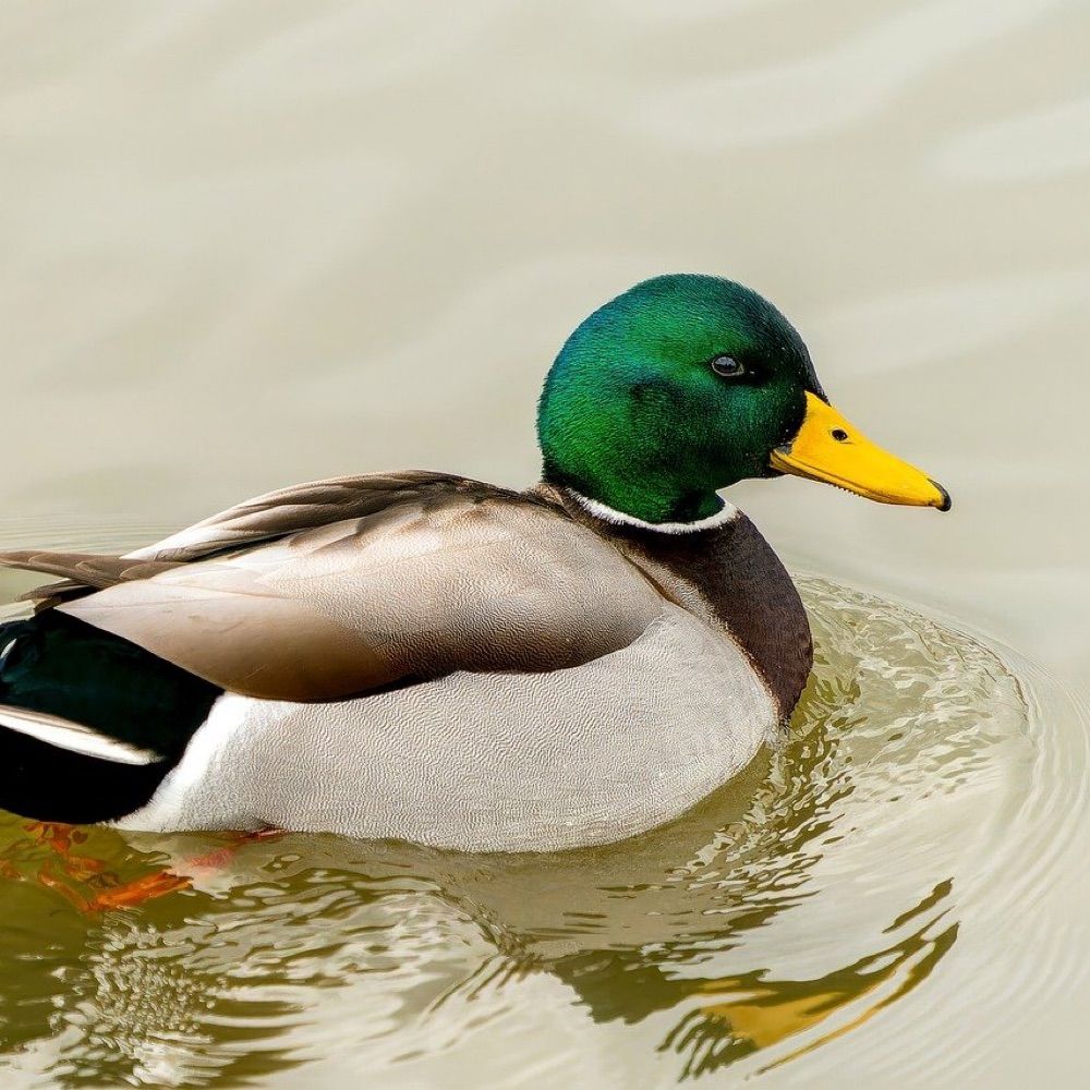Maybe A Duck