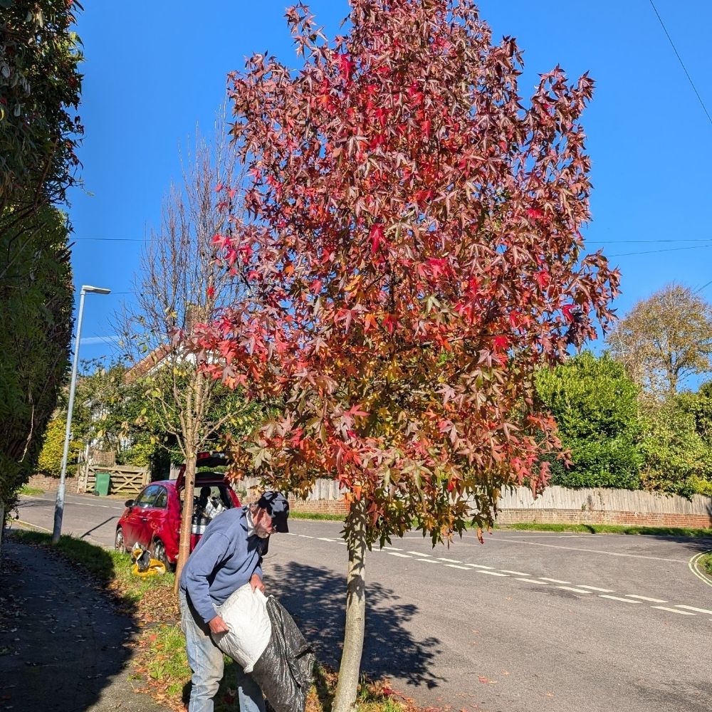 Lewes Urban Arboretum