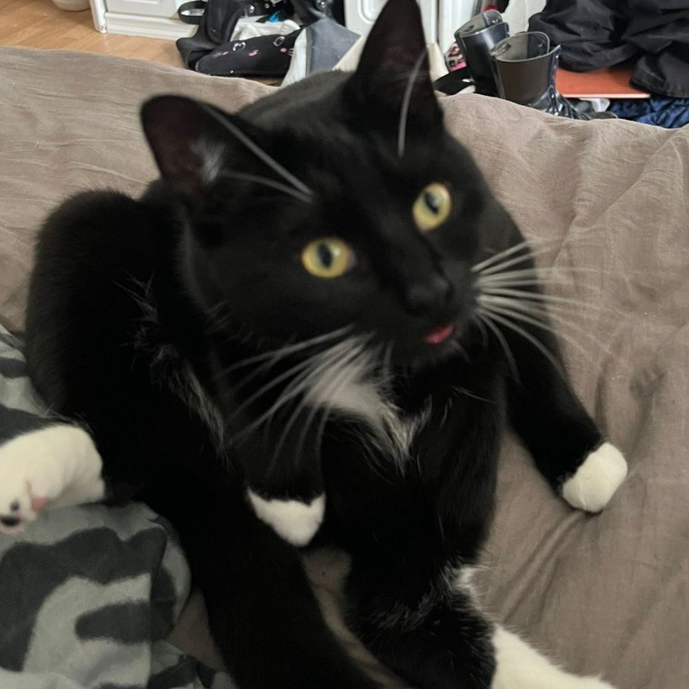 MrsPottich🌈🐈🏳️‍🌈