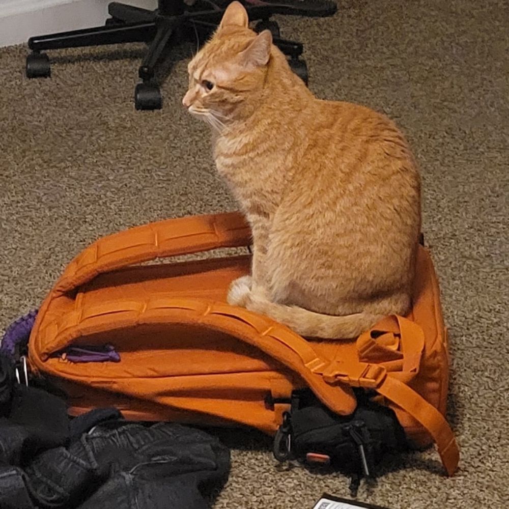 cate