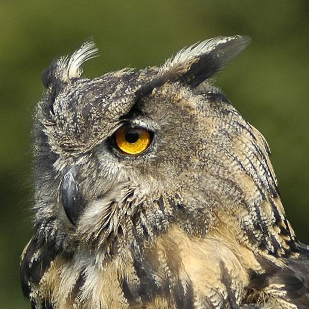 Nachtvogel