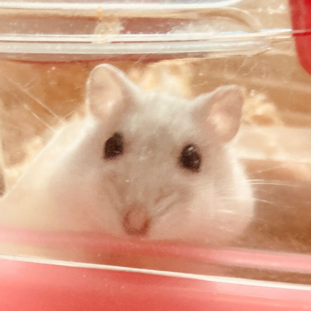 ゆーゆ